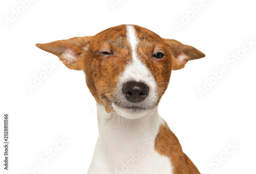 Funny basenji dog winking on a white background