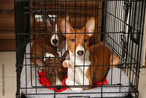 Basenji dogs rest together inside a black metal wire crate