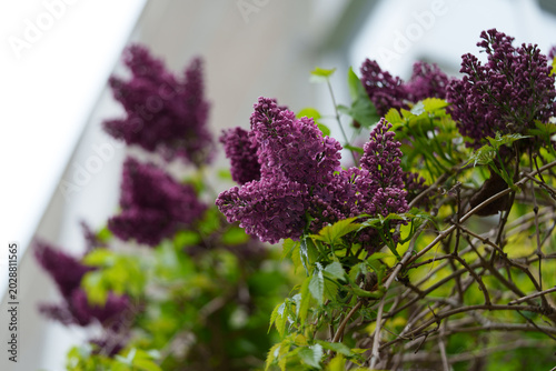 Fotografía A Common Lilac bush of the Charles Joly variety