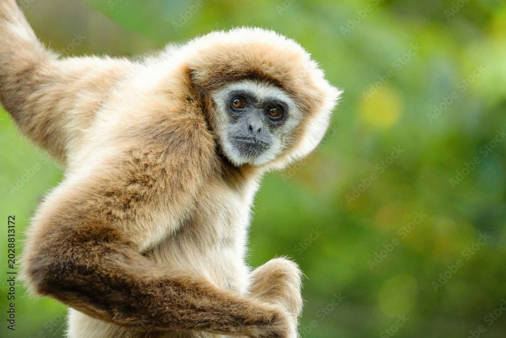 Fototapeta premium lar gibbon white-handed gibbon, an endangered primate in the gibbon family