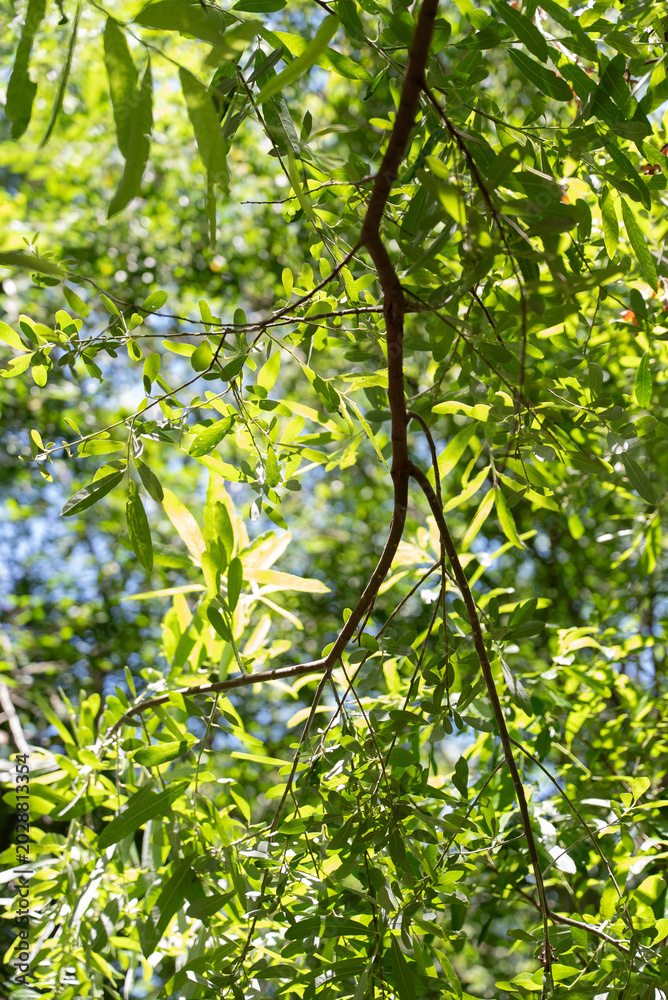 Fototapeta premium green leaves in sunlight
