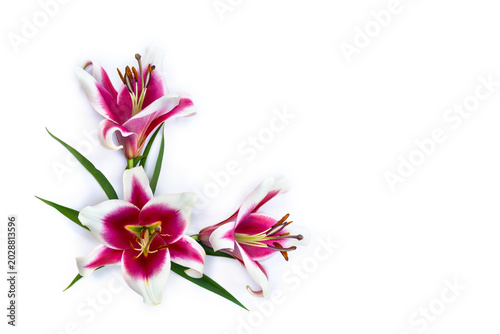 Pink and white lily flower frame on white background with copy space for text. Flat lay, top view