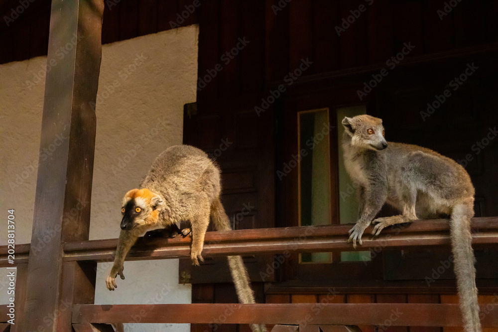 Fototapeta premium Crowned lemur Eulemur coronatus eating fruits