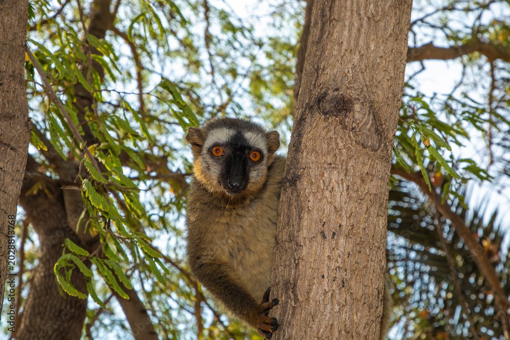 Fototapeta premium Red-bellied Lemur - Eulemur rubriventer, Cute primate.