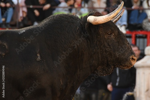 bull in the field