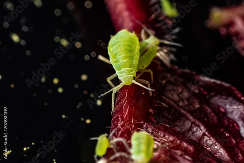 very close big macro portrait of aphids