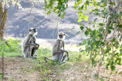 Canvas Print black faced grey langur monkey in Yala National Park, Sri Lanka
