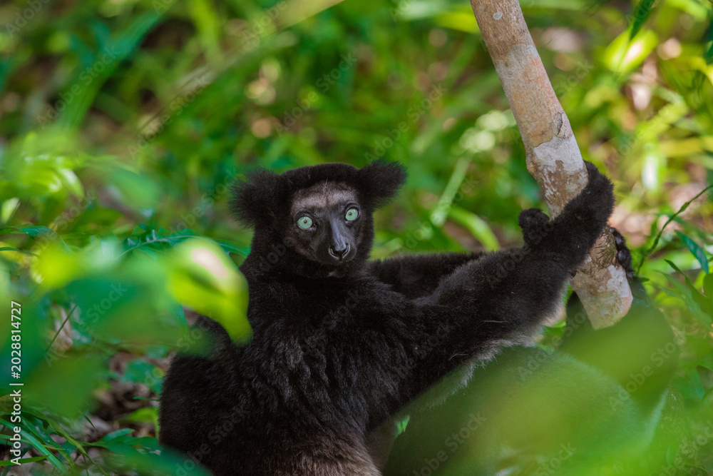 Fototapeta premium Lemur Indri indri, babakoto largest lemur from Madagascar