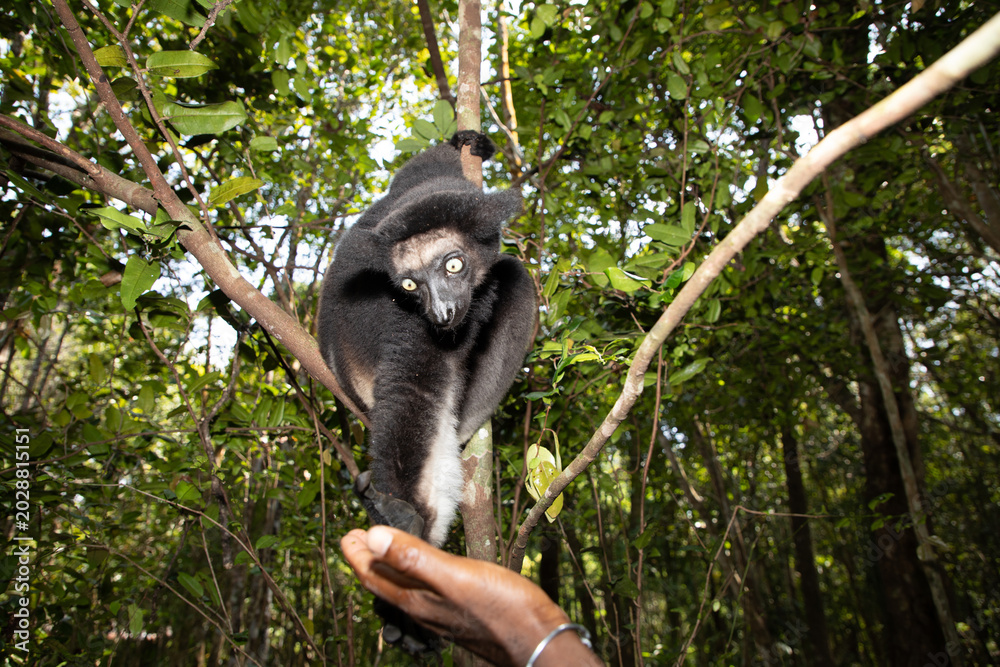 Fototapeta premium Lemur Indri indri, babakoto largest lemur from Madagascar