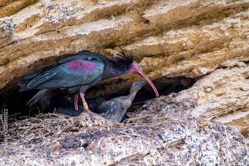 Northern bald ibis feeding its chick.