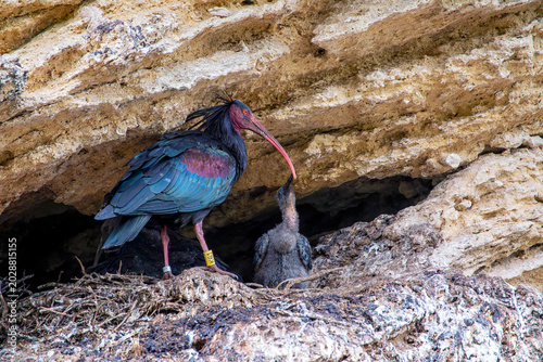 Northern bald ibis feeding its chick.