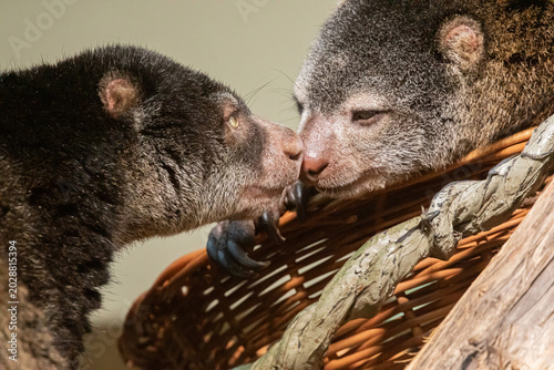 Konstfotografi cute wild bear cuscus aulirops ursinus arboreal against blure background