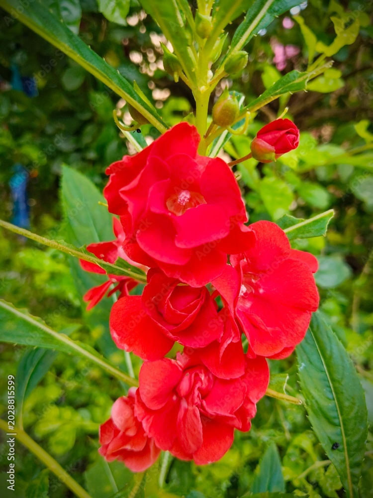 Obraz premium red rose in the garden