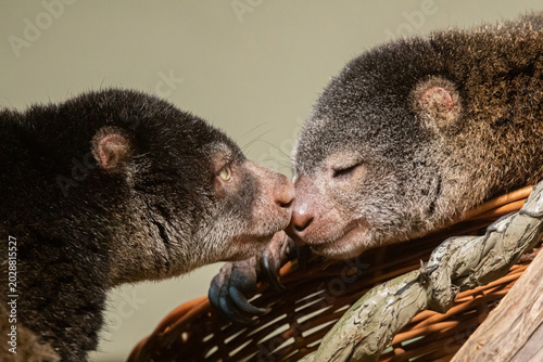 Foto cute wild bear cuscus aulirops ursinus arboreal against blure background