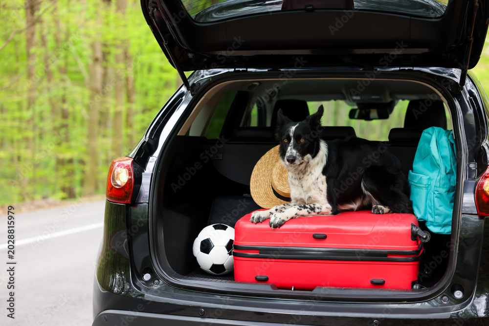 Fototapeta premium Cute dog and luggage in car trunk. Traveling with pet