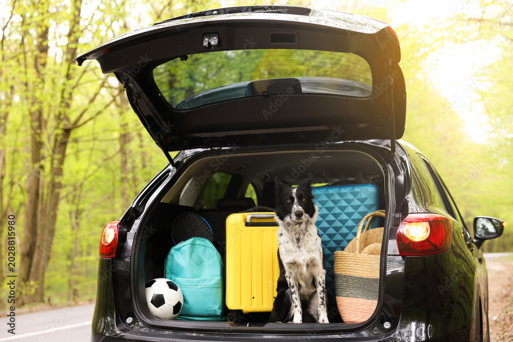 Fototapeta premium Cute dog and luggage in car trunk. Traveling with pet