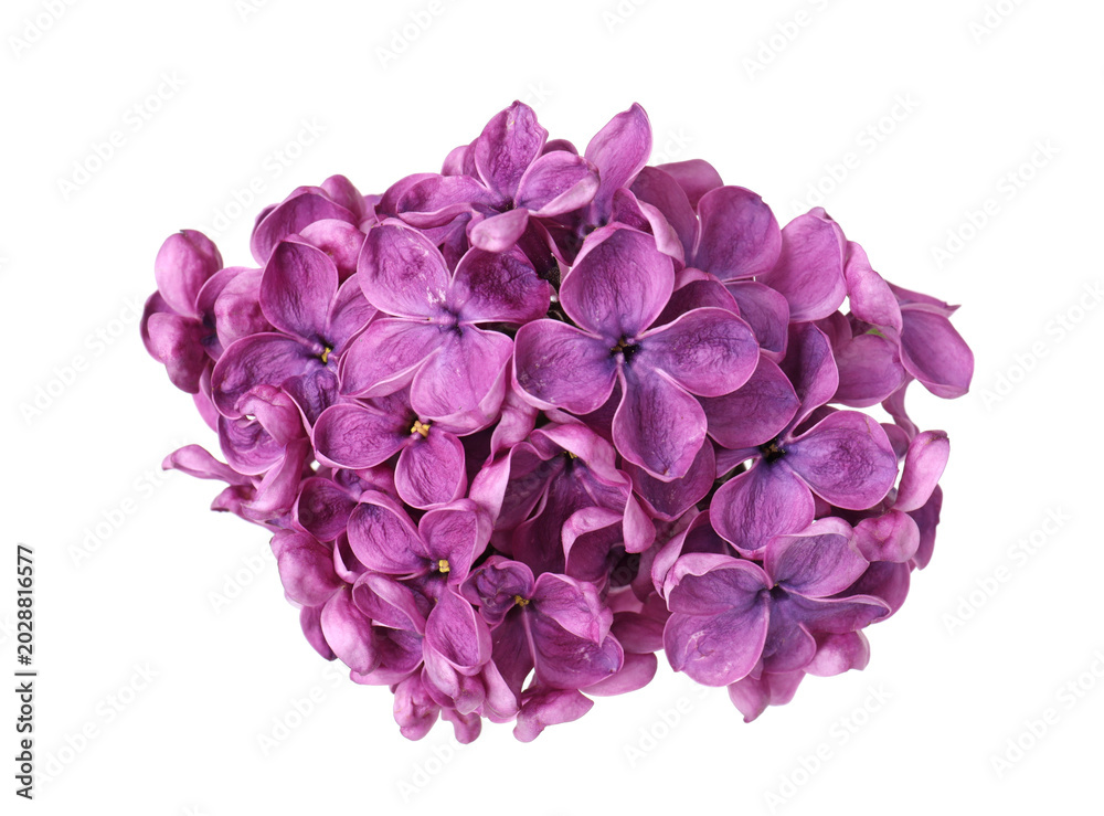 Obraz premium Fresh beautiful lilac flowers isolated on white