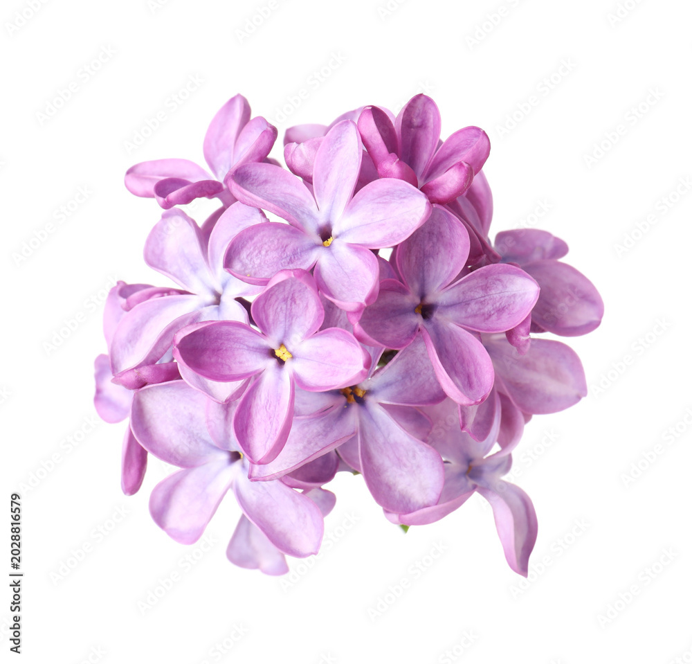 Obraz premium Fresh beautiful lilac flowers isolated on white