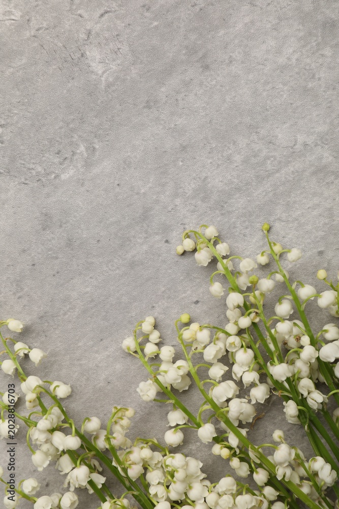 Obraz premium Beautiful lily-of-the-valley flowers on grey table, flat lay. Space for text