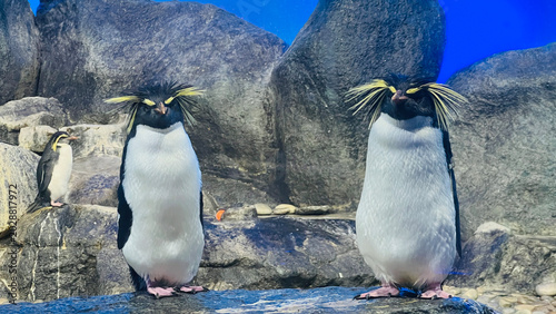 Penguins standing on rock in aquarium wildlife habitat