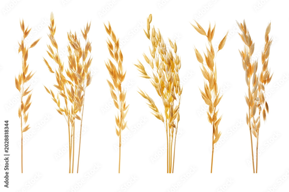 Fototapeta premium Oat ears isolated on white, set. Cereal plant
