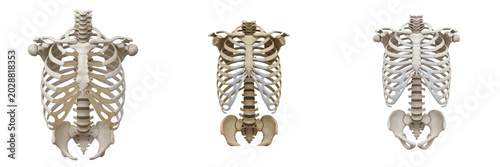 Fotografie Anatomical human thoracic cage and rib cage skeletal structures