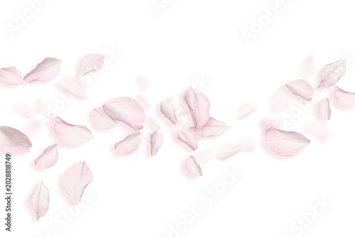Pink sakura petals flying on transparent background