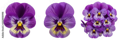 Bilde på lerret Purple Pansy Flower Viola Blossom PNG Transparent Background - Velvet Petal Gard