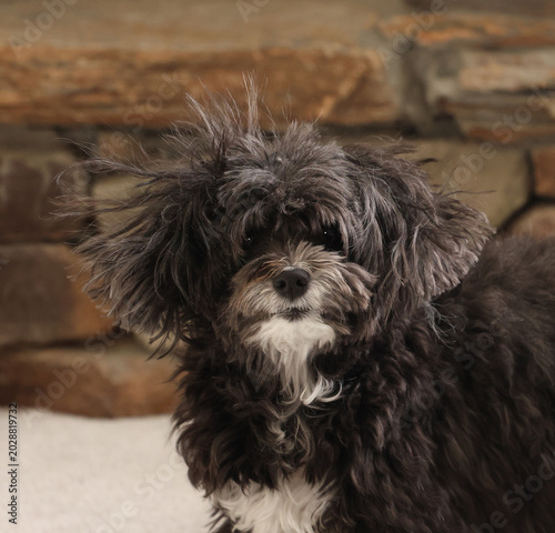 A small black and white dog with messy hair.  A dog that needs grooming.