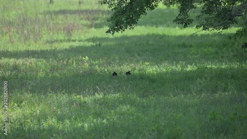 Black Bear Cubs in Tall Grass