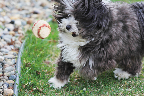 A dog catching a baseball in the air.  An action photo of a cute little furry dog.