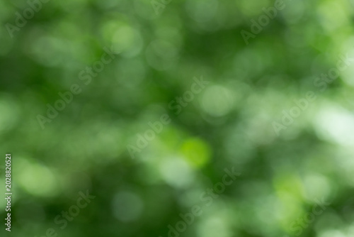 Green bokeh background from nature forest out of focus