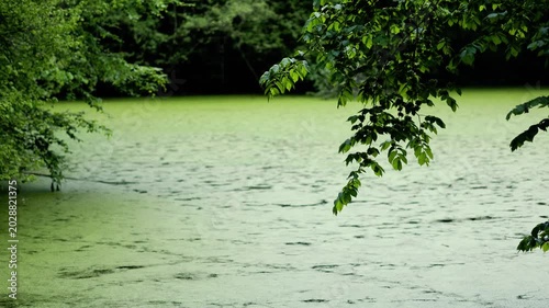 Cinematic footage of a calm forest pond covered with green algae and surrounded by lush tree branches in natural daylight. 