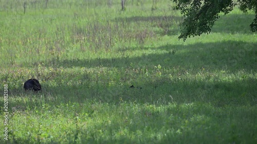 Black Bear Family in the Meadow