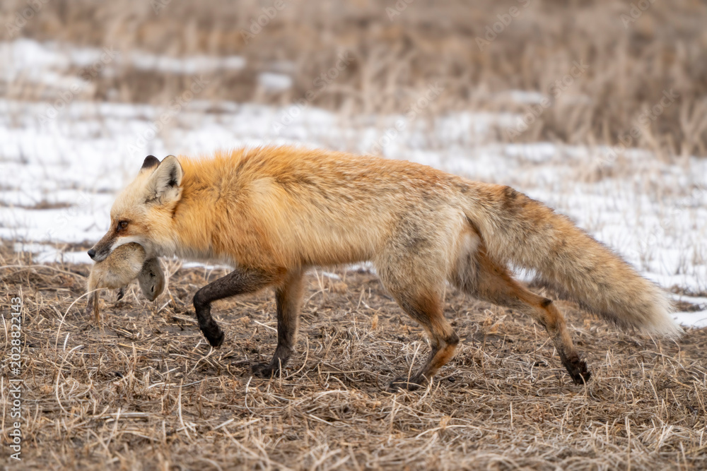 Naklejka premium Red fox carrying prey through a winter field with dry grass and snow patches
