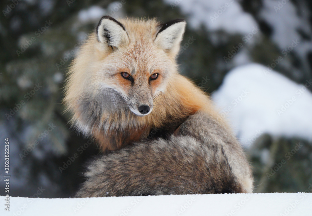 Naklejka premium Red fox with striking eyes rests in a snowy winter landscape