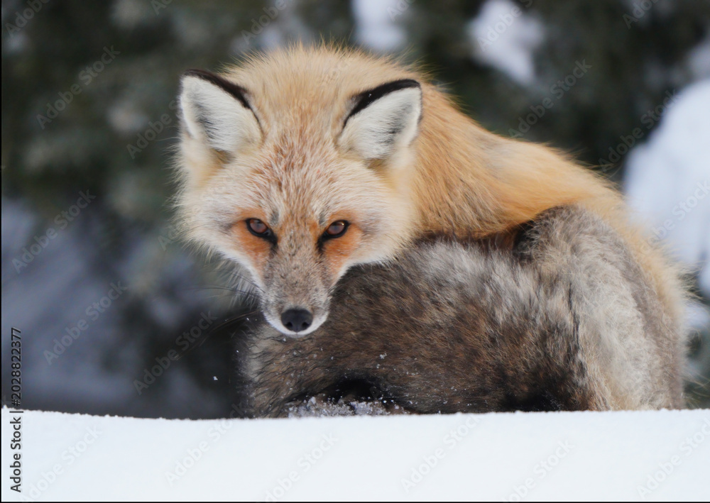 Naklejka premium Red fox with striking eyes gazes intently from a snowy winter landscape