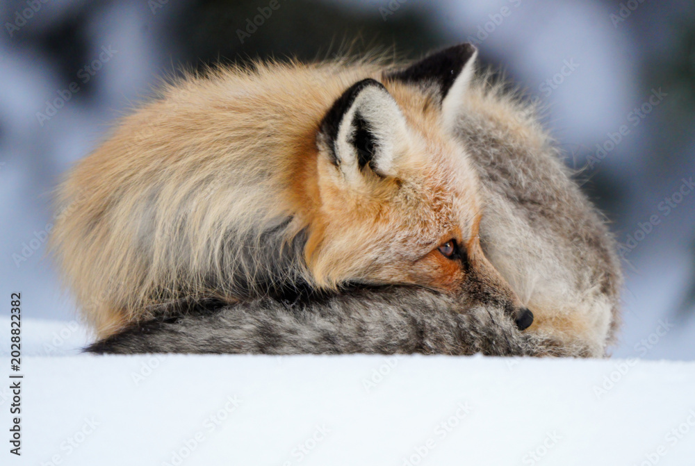Naklejka premium Red fox curled up sleeping in the snow during winter