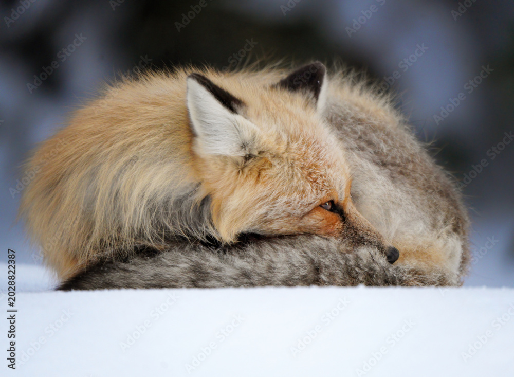 Naklejka premium Red fox curled up sleeping in the snow during winter