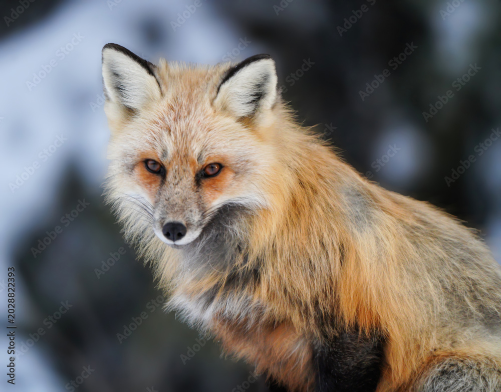 Naklejka premium Close-up portrait of a red fox with striking amber eyes in a winter setting