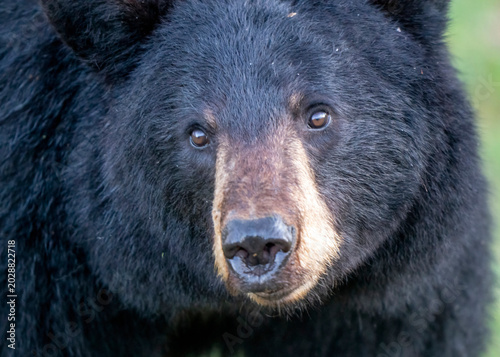 Εκτύπωση καμβά Close-up portrait of a black bear's face with intelligent eyes and dark fur