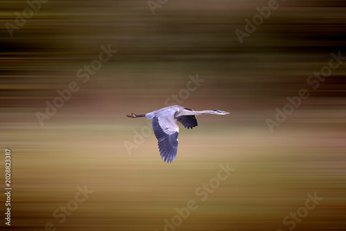 Great blue heron in flight with motion blur effect