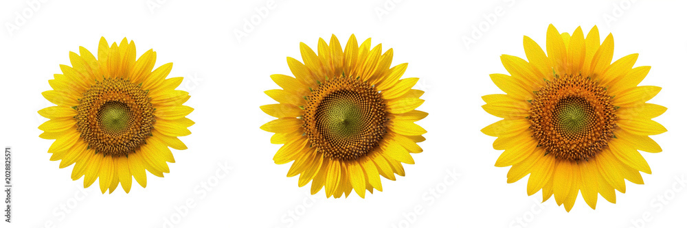 Fototapeta premium Set of Bright Yellow Sunflower Macro Blooming Flower Head Botanical PNG Collection 
