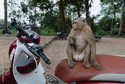Photography A monkey sits on a motorcycle seat in Angkor Wat in Siem Reap, Cambodia