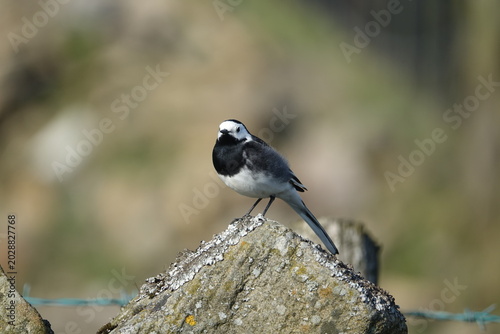 Bild auf Leinwand the pied wagtail (Motacilla alba yarrellii)