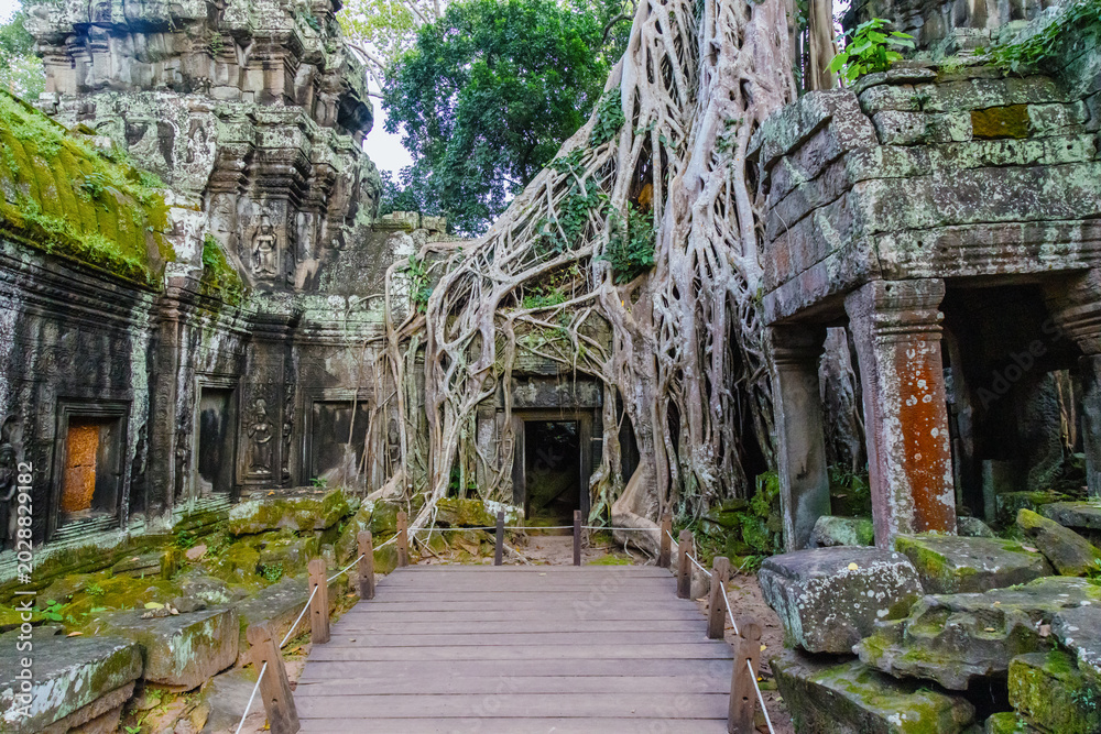 Fototapeta premium Ta Prohm temple in Siem Reap, Cambodia, showcases the iconic fusion of ancient Khmer architecture and nature, with massive tree roots entwining the stone structures.