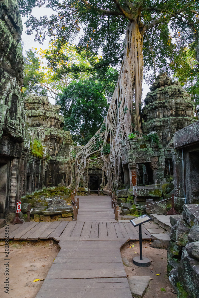 Fototapeta premium Ta Prohm temple in Siem Reap, Cambodia, showcases the iconic embrace of ancient stone structures by massive tree roots, a testament to nature's power over time.