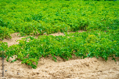 Tableau sur toile Rows healthy potato plants, harvest season local farmers, Young potato plant lea