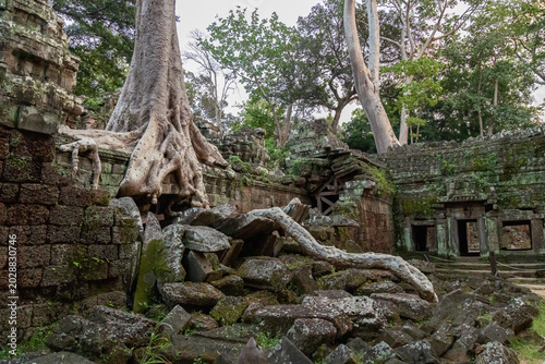 Obraz na płótnie Ta Prohm temple in Siem Reap, Cambodia, showcases ancient Khmer architecture being reclaimed by nature as massive tree roots engulf the stone structures