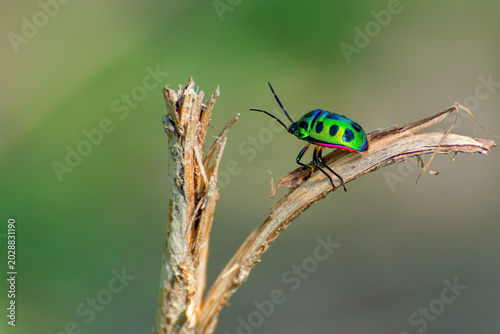 Obraz na płótnie A beautiful close up view of a Jewel bug (family Scutelleridae) in a blurred gre